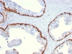Cytokeratin 15 Antibody (KRT15/2959) - Azide and BSA Free, Novus Biologicals 100 &mu;g | Buy Online | Novus Biologicals | Fisher Scientific