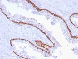 Cytokeratin 15 Antibody (KRT15/2959) - Azide and BSA Free, Novus Biologicals 100 &mu;g | Buy Online | Novus Biologicals | Fisher Scientific