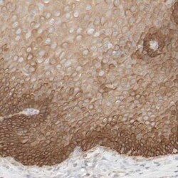 Cytokeratin 15 Antibody, Novus Biologicals 25 &mu;L; Unconjugated:Antibodies,