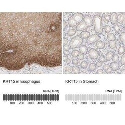Cytokeratin 15 Antibody, Novus Biologicals 25 &mu;L; Unconjugated:Antibodies,