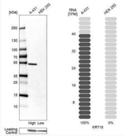 Cytokeratin 15 Antibody, Novus Biologicals 25 &mu;L; Unconjugated:Antibodies,