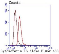 Cytokeratin16 Rabbit anti-Human, Clone: SC52-09, Novus Biologicals 100&mu;L:Antibodies,