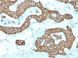 Cytokeratin 19 Antibody (KRT19/1959R) - Azide and BSA Free, Novus Biologicals 100 &mu;g | Buy Online | Novus Biologicals | Fisher Scientific