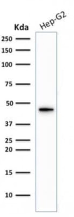 Cytokeratin 19 Rabbit anti-Human, Mouse, Clone: KRT19/1959R, Novus Biologicals:Antibodies:Primary