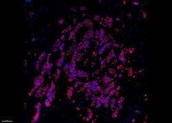 Cytokeratin 19 Antibody (A53-B/A2.26), Novus Biologicals 0.1mg; Unlabeled:Antibodies,