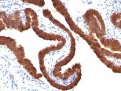 Cytokeratin 19 Antibody (KRT19/799), Novus Biologicals:Antibodies:Primary