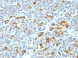 Cytokeratin 19 Antibody (KRT19/799), Novus Biologicals:Antibodies:Primary