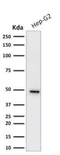 Cytokeratin 19 Antibody (KRT19/799), Novus Biologicals:Antibodies:Primary