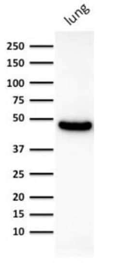 Cytokeratin 19 Antibody (KRT19/800) - Azide and BSA Free, Novus Biologicals