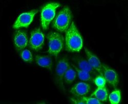 Cytokeratin 20 Antibody (SA35-03), Novus Biologicals 100&mu;L:Antibodies,
