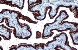 Cytokeratin 5 Antibody (GT1486), Novus Biologicals 100 &mu;g | Buy Online | Bio-Techne | Fisher Scientific