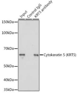 Cytokeratin 5 Antibody - Azide and BSA Free, Novus Biologicals:Antibodies:Primary