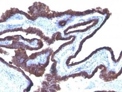 Cytokeratin 8/18 Antibody (C-43 + DC10), Novus Biologicals 0.02mg; Unlabeled:Antibodies,