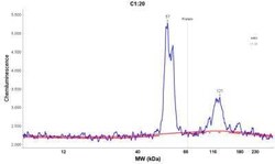 Cytokeratin 8/18 Antibody (KRT8/803 + KRT18/835), Novus Biologicals:Antibodies:Primary