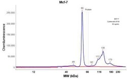 Cytokeratin 8/18 Antibody (KRT8/803 + KRT18/835), Novus Biologicals:Antibodies:Primary