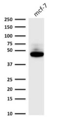 Cytokeratin 8 Antibody (C-43), Novus Biologicals:Antibodies:Primary Antibodies