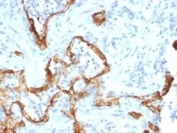 Cytokeratin 8 Antibody (SPM192) - Azide and BSA Free, Novus Biologicals 0.1 mg | Buy Online | Novus Biologicals | Fisher Scientific