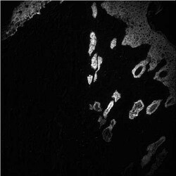 Cytokeratin, pan Antibody (PK110) - BSA Free, Novus Biologicals 0.025 mL,