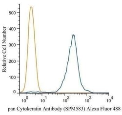 Cytokeratin, pan Antibody (SPM583), Novus Biologicals 0.02 mg; Unconjugated:Antibodies,