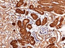 Cytosol Nonspecific Dipeptidase (CNDP2)/CPGL Rabbit anti-Mouse, Clone: