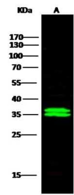 Cytosolic Sulfotransferase 1A1/SULT1A1 Antibody, Novus Biologicals:Antibodies:Primary