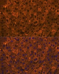 Cytosolic Sulfotransferase 2A1/SULT2A1 Rabbit anti-Human, Rat, Clone: 4A3H6,
