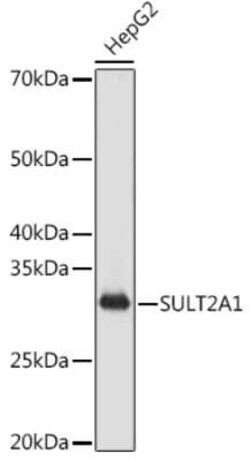 Cytosolic Sulfotransferase 2A1/SULT2A1 Rabbit anti-Human, Rat, Clone: 4A3H6,
