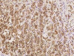 Cytosolic Sulfotransferase 2A1/SULT2A1 Antibody, Novus Biologicals 100 &mu;g | Buy Online | Novus Biologicals | Fisher Scientific