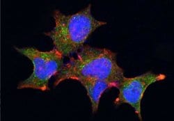 Cytosolic beta-Glucosidase/GBA3 Rabbit anti-Human, Clone: 8, Novus Biologicals