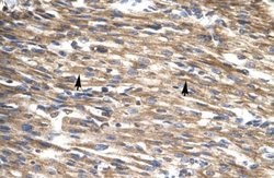 D Box Binding Protein Rabbit anti-Human, Polyclonal, Novus Biologicals