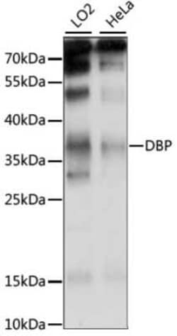 D Box Binding Protein Antibody - Azide and BSA Free, Novus Biologicals