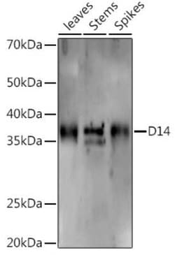 D14 Rabbit anti-Plant, Polyclonal, Novus Biologicals:Antibodies:Primary