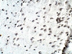 D4S234E Antibody, Novus Biologicals 100 &mu;g | Buy Online | Novus Biologicals | Fisher Scientific