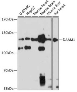 DAAM1 Antibody - Azide and BSA Free, Novus Biologicals 0.02 mL, Unconjugated:Antibodies,