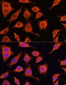 DAAM2 Antibody - BSA Free, Novus Biologicals:Antibodies:Primary Antibodies