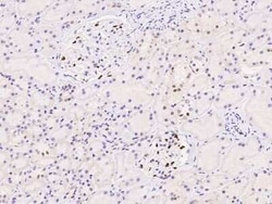 DACH1 Antibody, Novus Biologicals:Antibodies:Primary Antibodies