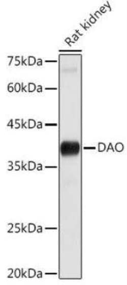 DAO Antibody - Azide and BSA Free, Novus Biologicals:Antibodies:Primary