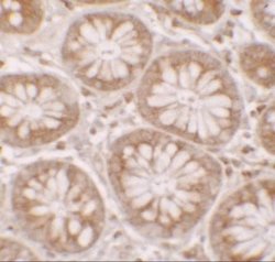 DAP1 Antibody - BSA Free, Novus Biologicals 0.1 mg; Unconjugated:Antibodies,