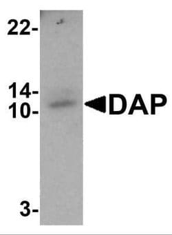 DAP1 Antibody - BSA Free, Novus Biologicals 0.1 mg; Unconjugated:Antibodies,