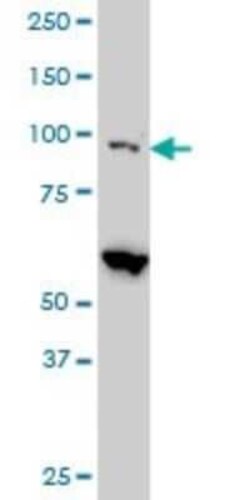 Novus Biologicals DAP5 Antibody (3B5), Novus Biologicals 0.1 mg | Buy Online | Novus Biologicals&trade; | Fisher Scientific