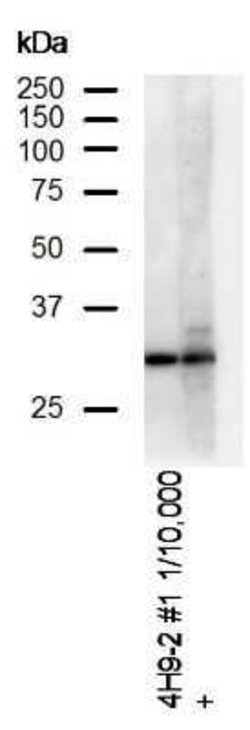 DAPP1 Antibody (4H9), Novus Biologicals 100 &mu;g | Buy Online | Novus Biologicals | Fisher Scientific