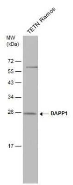 DAPP1 Antibody (4H9), Novus Biologicals 100 &mu;g | Buy Online | Novus Biologicals | Fisher Scientific
