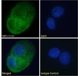 DARC Antibody (2C3) - Azide and BSA Free, Novus Biologicals 0.025 mg; Unconjugated:Antibodies,