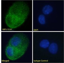 DARC Antibody (2C3) - Chimeric - Azide and BSA Free, Novus Biologicals