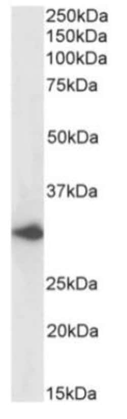 DARC Antibody (2C3) - Azide and BSA Free, Novus Biologicals 0.025 mg; Unconjugated:Antibodies,