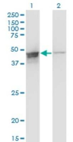 Novus Biologicals DAZAP1 Antibody (2F6), Novus Biologicals 0.1 mg | Buy Online | Novus Biologicals&trade; | Fisher Scientific