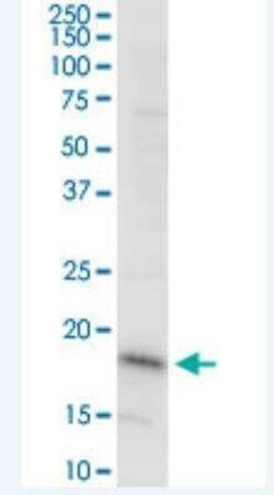 DAZAP2 Antibody (8G5), Novus Biologicals 100 &mu;g | Buy Online | Novus Biologicals | Fisher Scientific