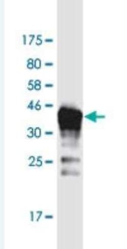 DAZAP2 Antibody (8G5), Novus Biologicals 100 &mu;g | Buy Online | Novus Biologicals | Fisher Scientific