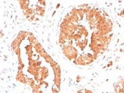 DAZL Antibody (DAZL/4253) - Azide and BSA Free, Novus Biologicals 100 &mu;g | Buy Online | Novus Biologicals | Fisher Scientific