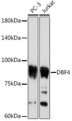 DBF4 Rabbit anti-Human, Clone: 0S8I5, Novus Biologicals 100 &mu;g | Buy Online | Novus Biologicals | Fisher Scientific